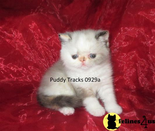 Puddy Tracks Picture 1